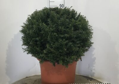 Taxus baccata Bol dia 70 pot