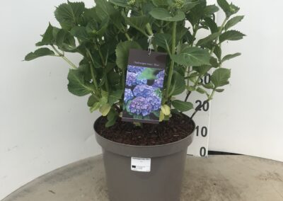 Hydrangea macrophylla ‘Blue’