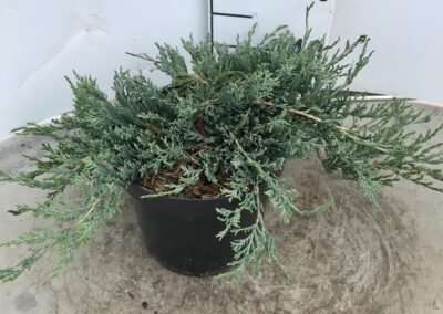 Juniperus horizontalis ‘Prince of Wales’