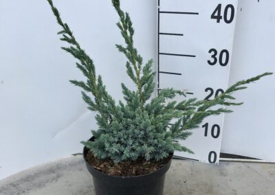 Juniperus squamata ‘Meyeri’