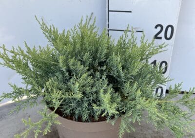 Juniperus pfitzeriana ‘Pfitzeriana Glauca’