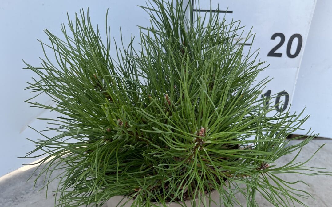 Pinus mugo ‘mughus’