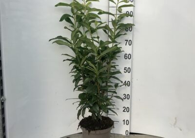 Prunus laurocerasus ‘Genolia’®